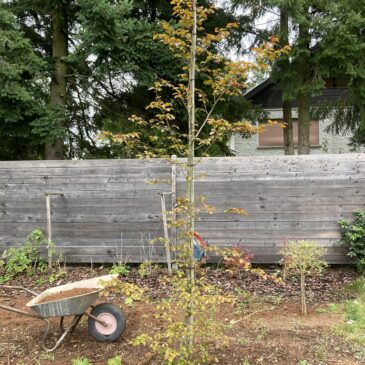 Landkreis bezuschusst neue Bäume im Garten – Förderprogramm zum praktischen Klimaschutz wird auch 2024 fortgesetzt